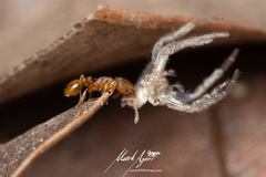 Tetramorium simillimum