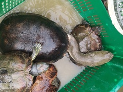 Chelodina rugosa