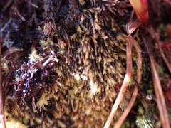 Philonotis capillaris