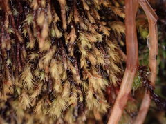 Philonotis capillaris