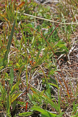 Luzula spicata