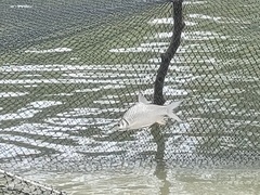 Barbonymus gonionotus