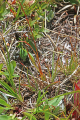 Luzula spicata