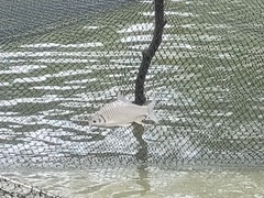 Barbonymus gonionotus