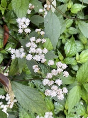 Ageratina riparia