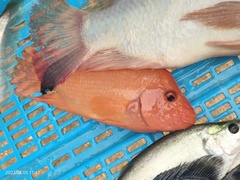 Amphilophus citrinellus