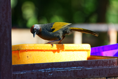 Trochalopteron melanostigma