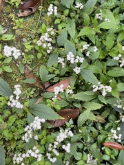 Ageratina riparia
