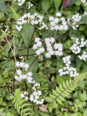 Ageratina riparia