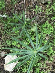 Arisaema consanguineum