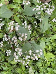 Ageratina riparia