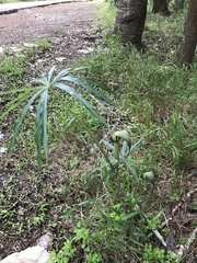 Arisaema consanguineum