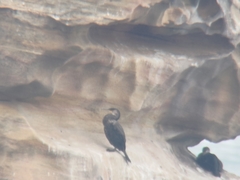 Phalacrocorax capillatus
