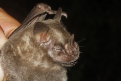 Artibeus jamaicensis yucatanicus