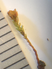 Tetraphis geniculata