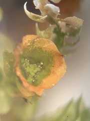 Tetraphis geniculata