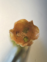 Tetraphis geniculata