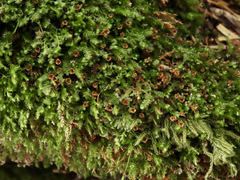 Tetraphis geniculata