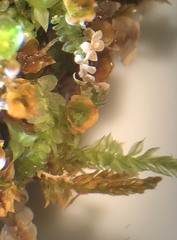 Tetraphis geniculata