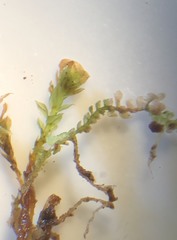 Tetraphis geniculata