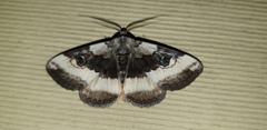 Donuca xanthopyga