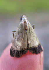 Tegulifera drapesalis