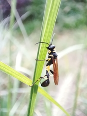 Sceliphron madraspatanum