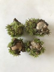 Castanopsis schefferiana