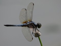 Brachydiplax chalybea