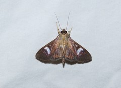 Nosophora
