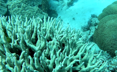 Porites cylindrica