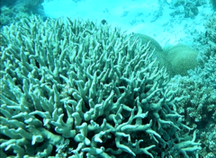 Porites cylindrica