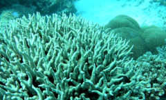 Porites cylindrica