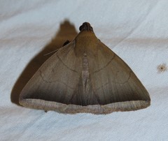 Simplicia schaldusalis