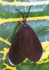 Pompelon marginata
