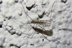 Mesocyphona