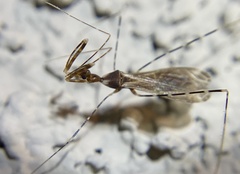 Stenolemoides arizonensis