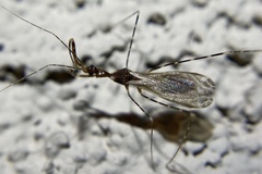 Stenolemoides arizonensis