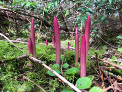 Corallorhiza maculata occidentalis