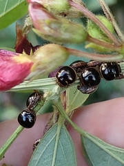 Coptosoma xanthogramma