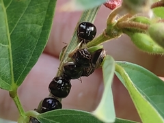 Coptosoma xanthogramma