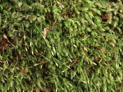 Tetraphis geniculata