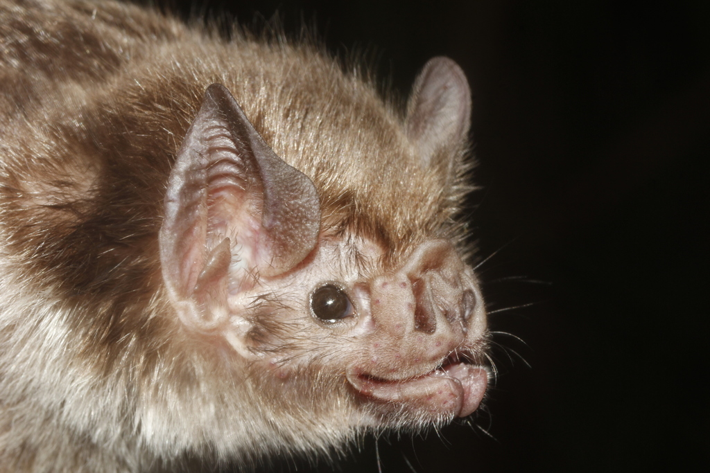Common Vampire Bats
