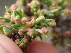 Eriophyes adenostomae
