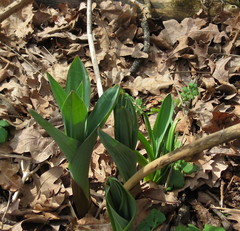 Allium aflatunense