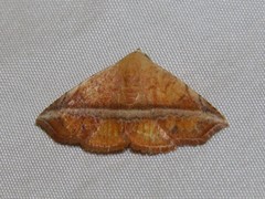 Eublemma crassiuscula