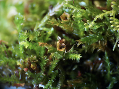 Tetraphis geniculata