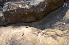 Egerniinae