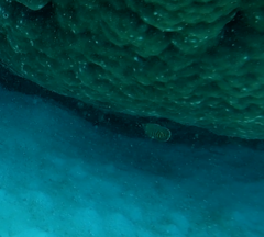 Chaetodon