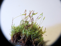 Tetraphis geniculata